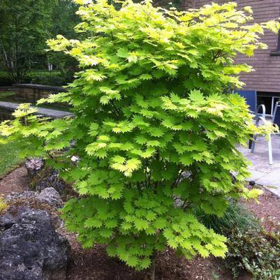 Acer shirasawanum Aureum