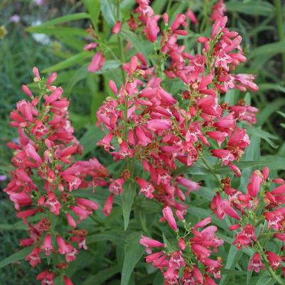 Penstemon schmidel Red Riding Hood