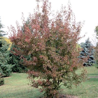 Acer ginnala Flame