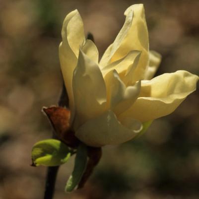 Magnolia x Elizabeth