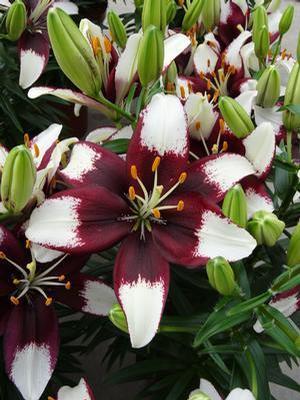 Lilium x Tiny Padhye