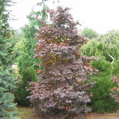 Acer palmatum Wolff