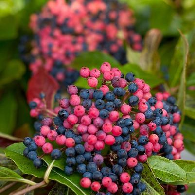 Viburnum nudum Bulk