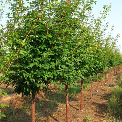 Acer griseum x maximowiczianum Molly Fordham