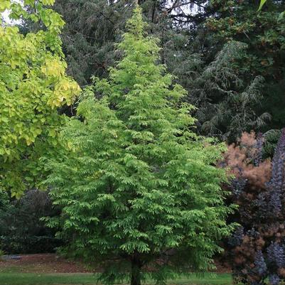 Metasequoia glyptostroboides JFS-PN3Legacy