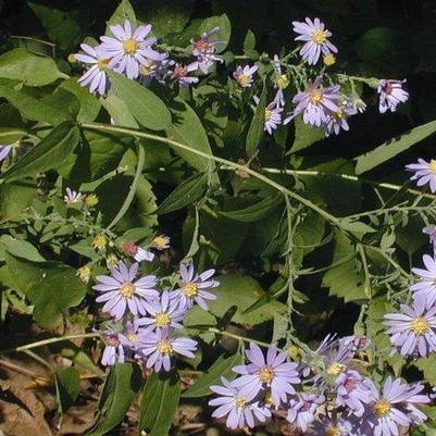 Aster shortii 