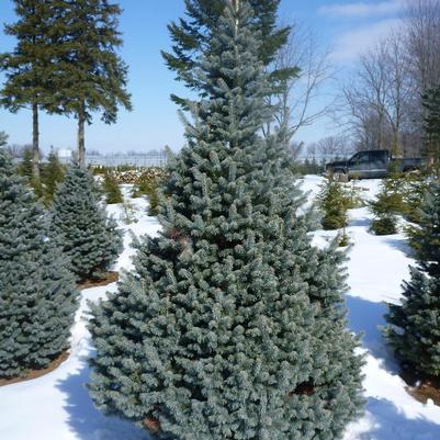 Abies lasiocarpa Glauca Compacta