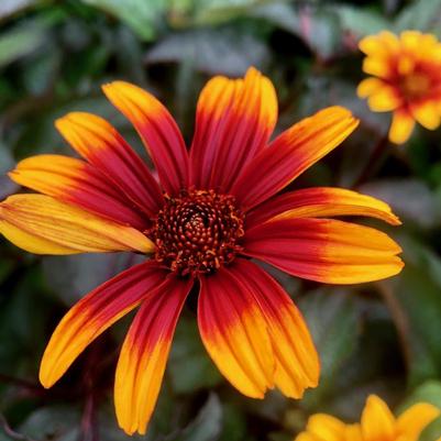 Heliopsis helianthoides var. scabra Burning Hearts