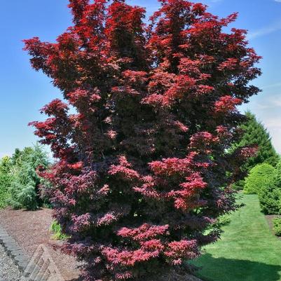 Acer palmatum Twombly's Red Sentinel