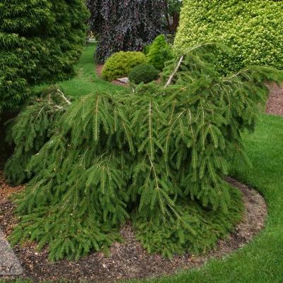 Picea abies Formanek