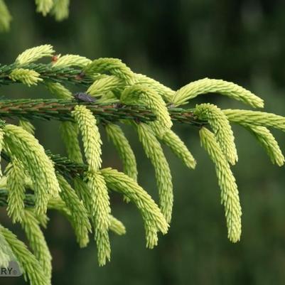 Picea orientalis Early Gold