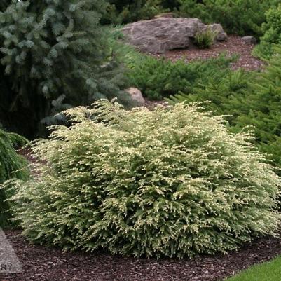 Tsuga canadensis Moon Frost
