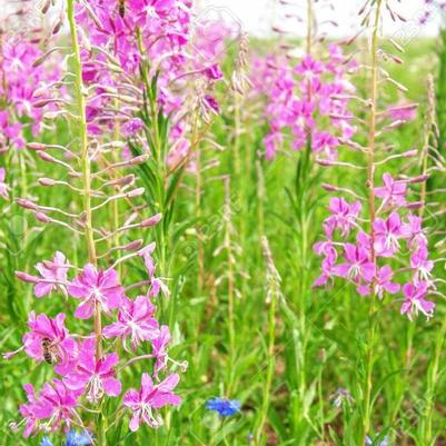 Epilobium angustifolium 