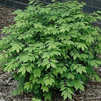 Euonymus alatus Odom