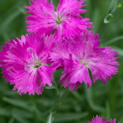 Dianthus x Neon Star