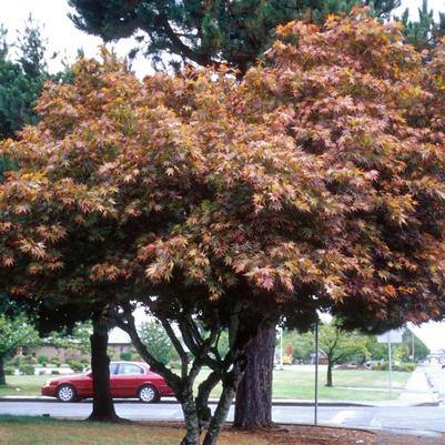 Acer palmatum Bloodgood