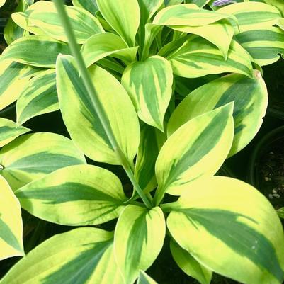 Hosta Velvet Moon