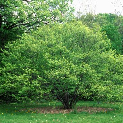 Carpinus caroliniana 