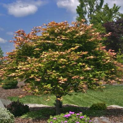 Acer palmatum Tsuma-gaki