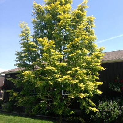 Metasequoia glyptostroboides Gold Rush