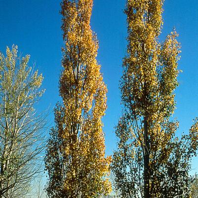 Populus tremula Erecta