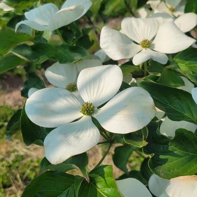 Cornus kousa Snow Tower