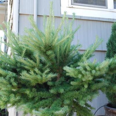 Larix kaemferi Blue Dwarf
