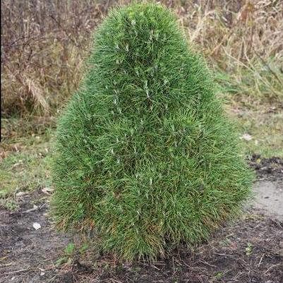 PInus sylvestris Green Penguin