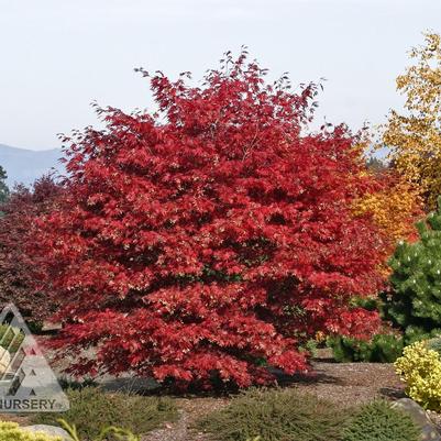 Acer palmatum Sherwood Flame