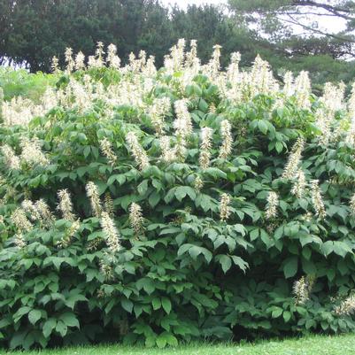 Aesculus parviflora 