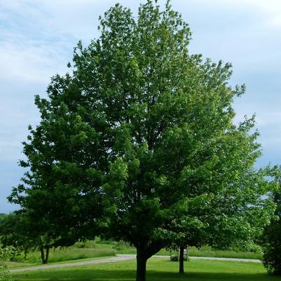 Acer rubrum Embers