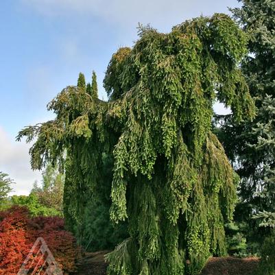 Abies alba Green Spiral