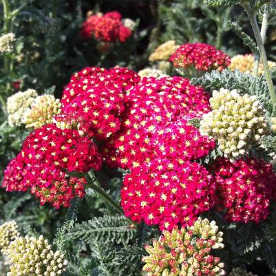 Achillea millefolium Strawberry Seduction