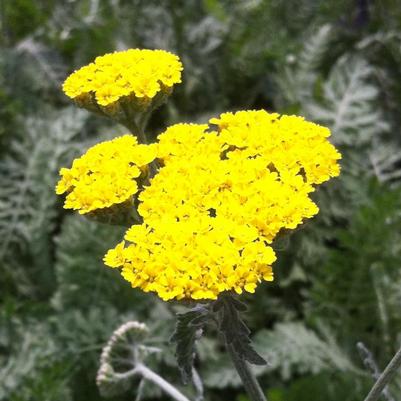 Achillea x Moonshine