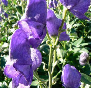 Aconitum carmichaelii Arendsii