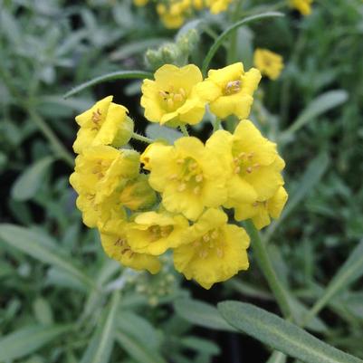 Alyssum montanum Berggold