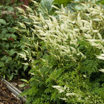 Aruncus aethusifolius 