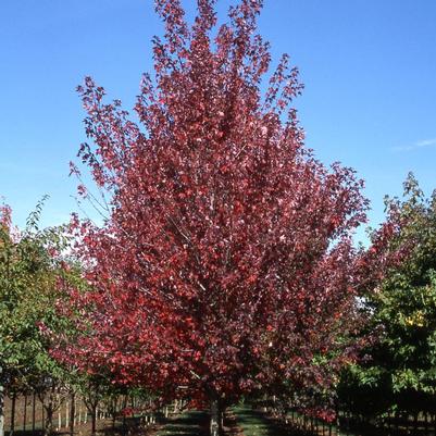 Acer rubrum Frank Jr.