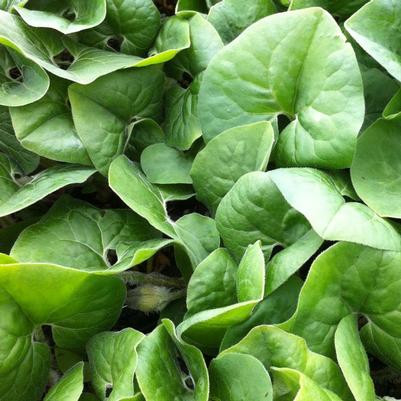 Asarum canadense 