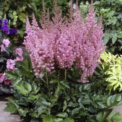 Astilbe chinensis Vision in Pink