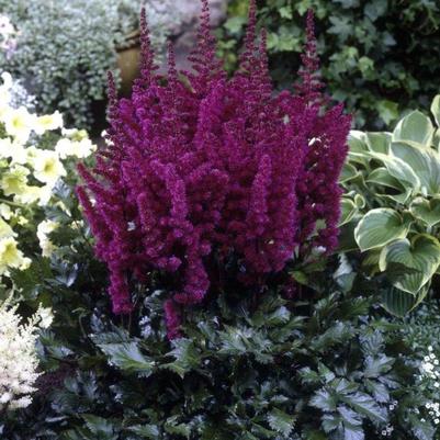 Astilbe chinensis Vision in Red