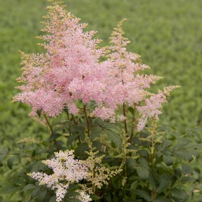 Astilbe x Verssilverypink