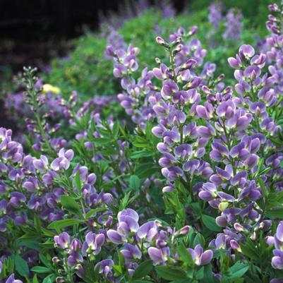 Baptisia x Purple Smoke