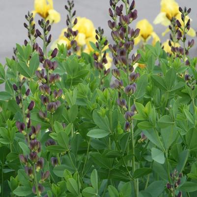 Baptisia x variicolor Prairieblues™ Twilite