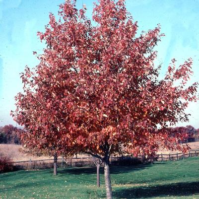 Acer rubrum Franksred