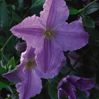 Clematis Blekinty Aniol