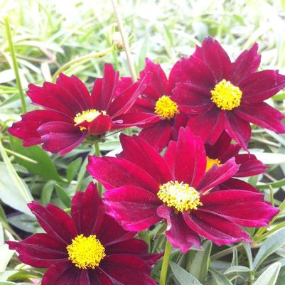 Coreopsis x Mercury Rising