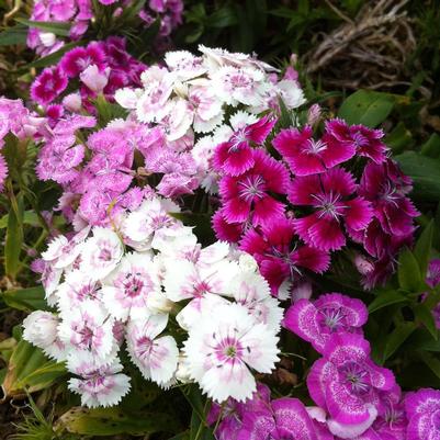 Dianthus barbatus Midget Mix