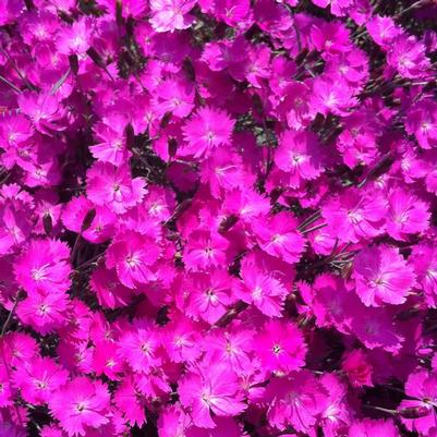 Dianthus gratianopolitanus Feuerhexi