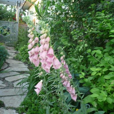 Digitalis mertonensis 